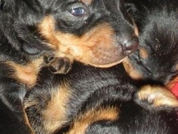 Valparna drygt 2 veckor