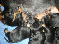 Valparna drygt 2 veckor