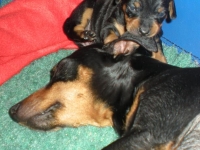 Valparna drygt 2 veckor