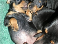 Valparna drygt 3 veckor