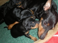 Valparna drygt 3 veckor