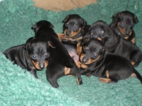 Valparna drygt 3 veckor