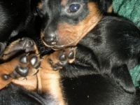 Valparna drygt 3 veckor