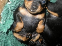 Valparna drygt 3 veckor