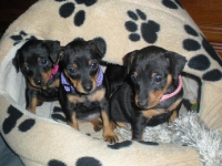 Valparna drygt 5 veckor