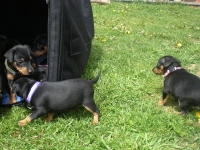 Valparna drygt 5 veckor