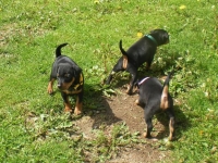 Valparna drygt 5 veckor