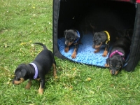 Valparna drygt 5 veckor