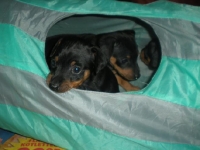 Valparna drygt 5 veckor