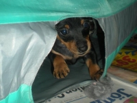 Valparna drygt 5 veckor