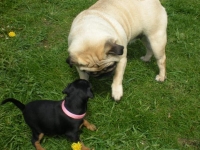 Valparna drygt 5 veckor