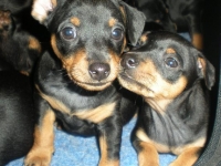 Valparna drygt 5 veckor