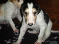 Valparna 4 veckor