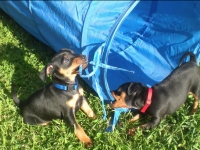 Valparna nästan 7 veckor