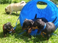 Valparna nästan 7 veckor