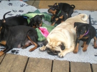 Valparna nästan 7 veckor