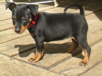 Valparna nästan 7 veckor