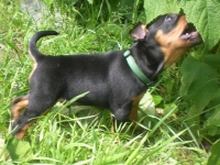 Valparna nästan 7 veckor