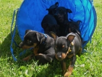 Valparna nästan 7 veckor