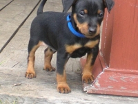 Valparna nästan 7 veckor