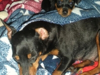 Valparna nästan 7 veckor