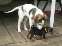 Valparna nästan 7 veckor