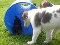 Valparna nästan 7 veckor