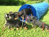 Valparna nästan 7 veckor