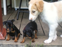 Valparna nästan 7 veckor