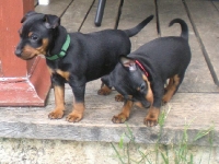 Valparna nästan 7 veckor