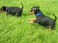 Valparna nästan 7 veckor