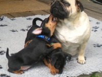 Valparna nästan 7 veckor