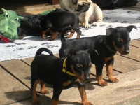 Valparna nästan 7 veckor