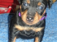 Valparna 4 veckor, Felicitas