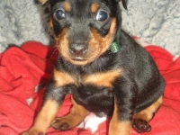 Valparna 4 veckor, Faunus