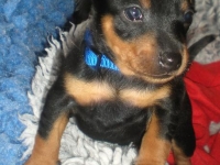 Valparna 4 veckor, Forsete