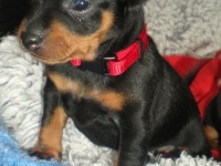 Valparna 4 veckor, Fortuna