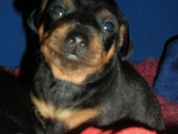 Valparna drygt 3 veckor, 22 dagar