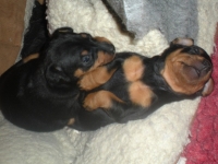 W-Kullen