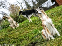 2014-10-18  Cayenne, Hazel och Gina