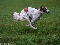 2014-10-18 Hugin, Hugo