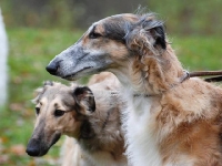 2014-10-18 Cayenne och Gina