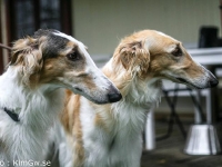 2014-10-18 Ereshkigal, Grace och Echidna, Ginger