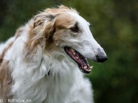 2014-10-18 Erebos, Bozze