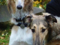 2014-10-18  Hestia, Enya och Cayenne