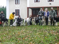 2014-10-18 Herkules, Lajka, Emmyloo, Enya, Hazel, Cayenne, Gina och Klasse