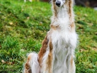 2014-10-18  Tarasov's Habanera, Gina