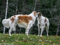 2014-10-18 Erebos, Bozze och Hugin, Hugo