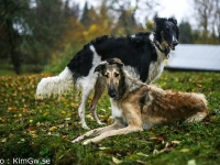 2014-10-18 Cayenne och Hemera, Emmyloo