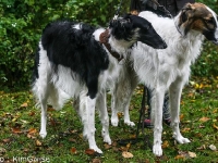 2014-10-18 Hugin, Hugo och Hemera, Emmyloo